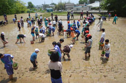 ふゆみず田んぼでの田植え　写真